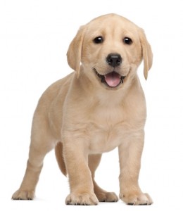 chiot labrador