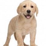 Chiots labradors