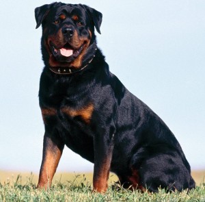 Rottweiler_892784