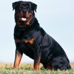 Les « Rottweiler »